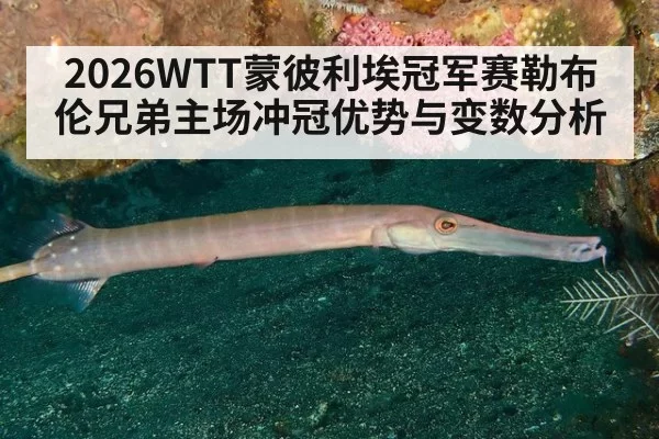 2026WTT蒙彼利埃冠军赛勒布伦兄弟主场冲冠优势与变数分析